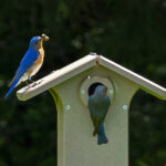 Fall Creek Bluebirds