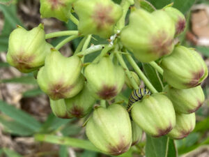 Monarch Caterpillar Green Milkweed